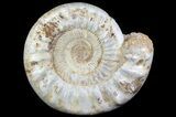 Wide Jurassic Ammonite Fossil - Madagascar #64830-2